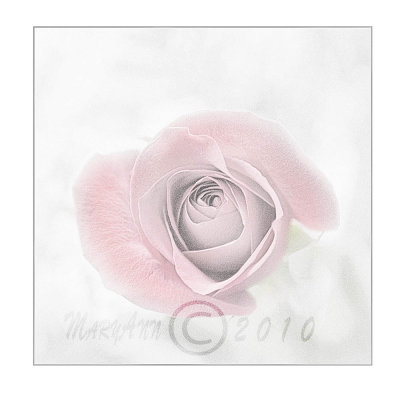 The Rose 4375sc.jpg