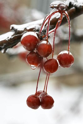 cherry Ice 3092aw.jpg