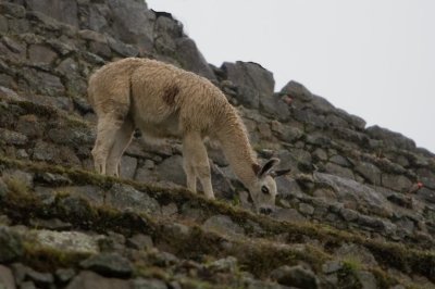 Llama grazing