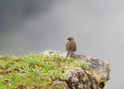 A lone bird
