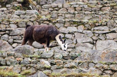 Llama grazing