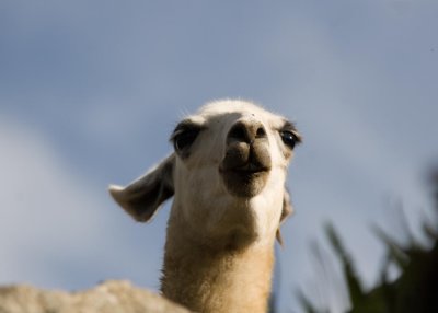 Llama up close