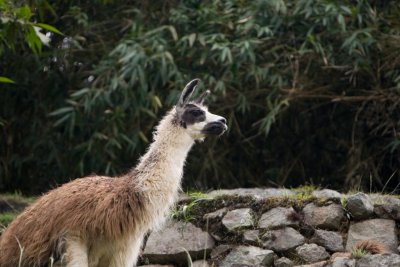 Llama walking the path