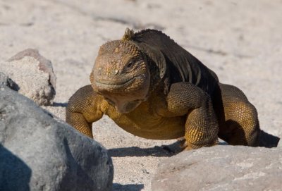 Land Iguana