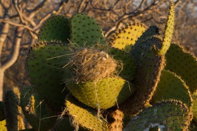 Bird's nest in cactus plant