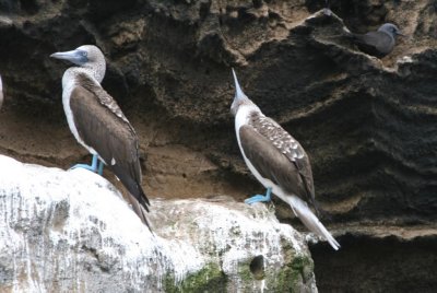 Blue-footed Boodies