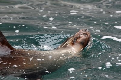 Sea Lion doing the backstroke