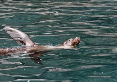 Sea Lion doing the backstroke