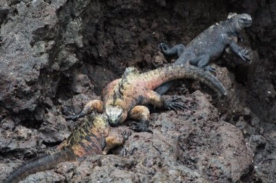 Male Iguanas fight over female