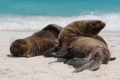 Sea Lion pups