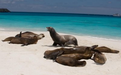 Bull Sea Lion barking