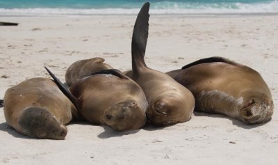 Sea Lions