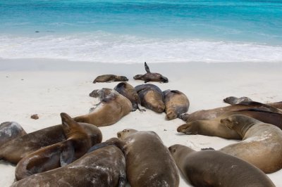 Sea Lions