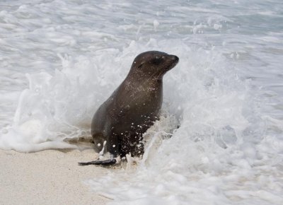 Sea Lion playing in the waves
