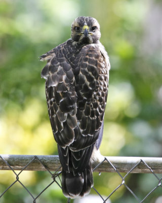 Red Shoulded Hawk - Head turned around