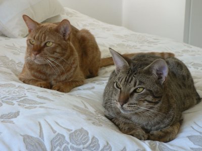 Cinnamon and tawny darlings relaxing on our bed.jpg