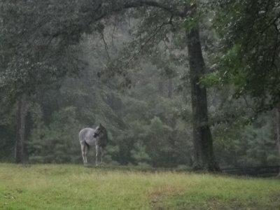 horses rain 060.jpg
