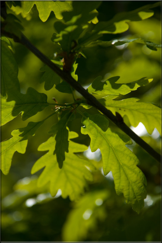 Leaves