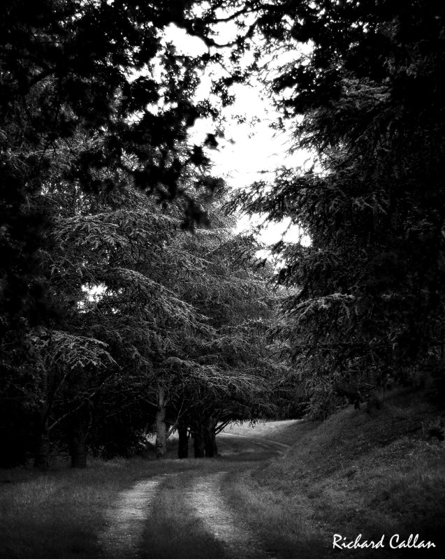 Silver-pine alley at Chateau Beaulieu..