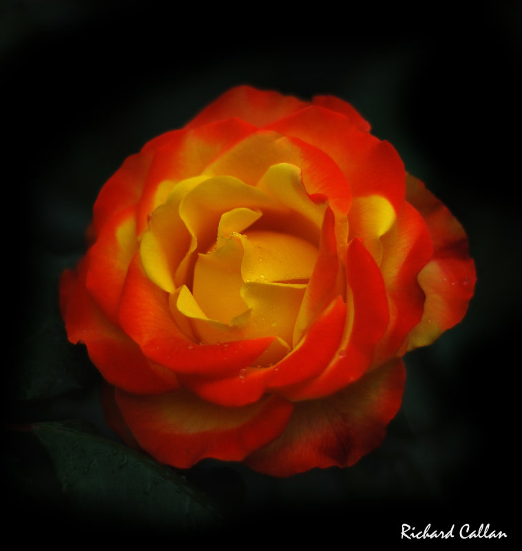 DSC_8469c.jpg