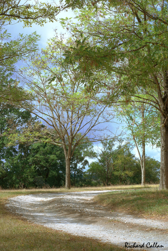 Tree5 HDR 00.jpg