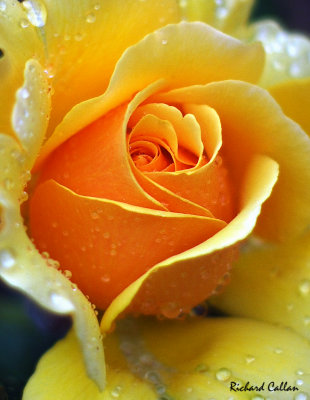 DSC_8480b.jpg