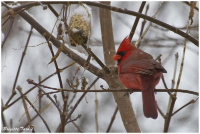 Cardinal Rouge