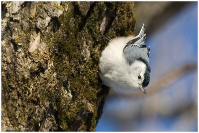 Oiseaux du Qubec *** Mes dbuts***