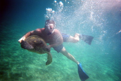 Maui - Sea Turtle 2