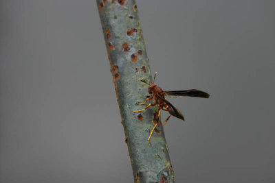 Bug in Charleston, South Carolina, US