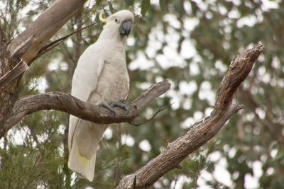 Cockatoo in Melbourne, Australia