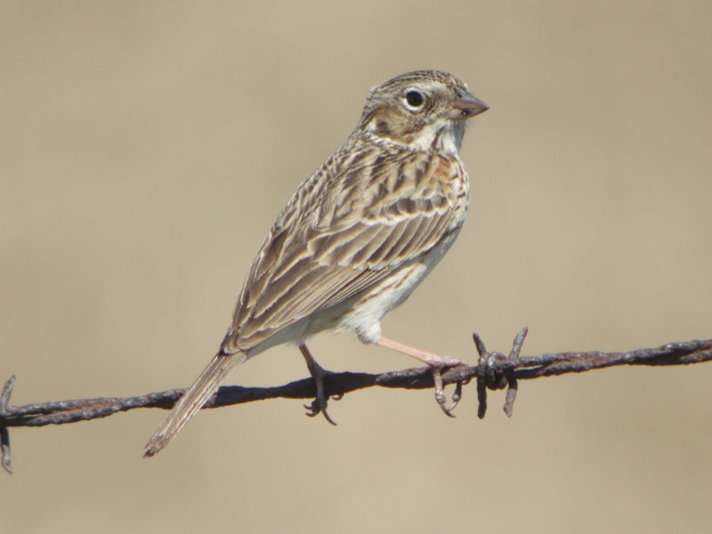 Vesper Sparrow