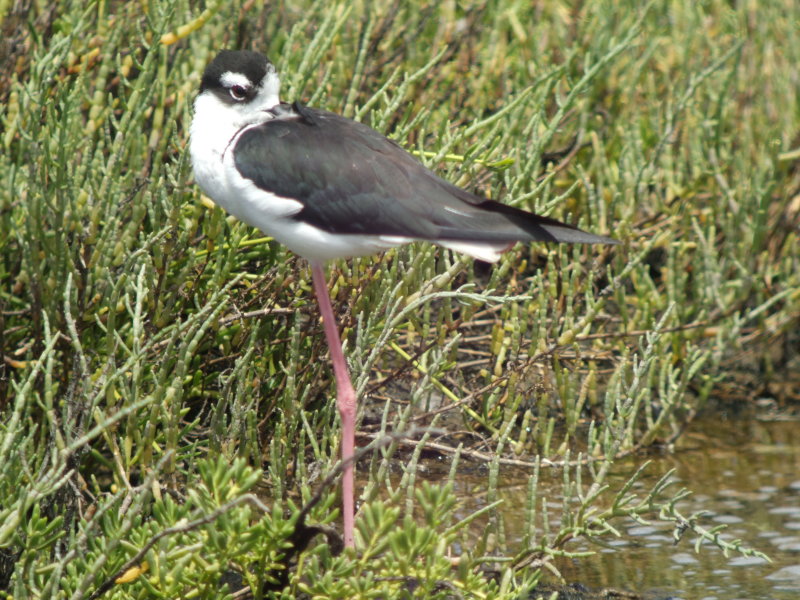 Black-necked Stilt (male)