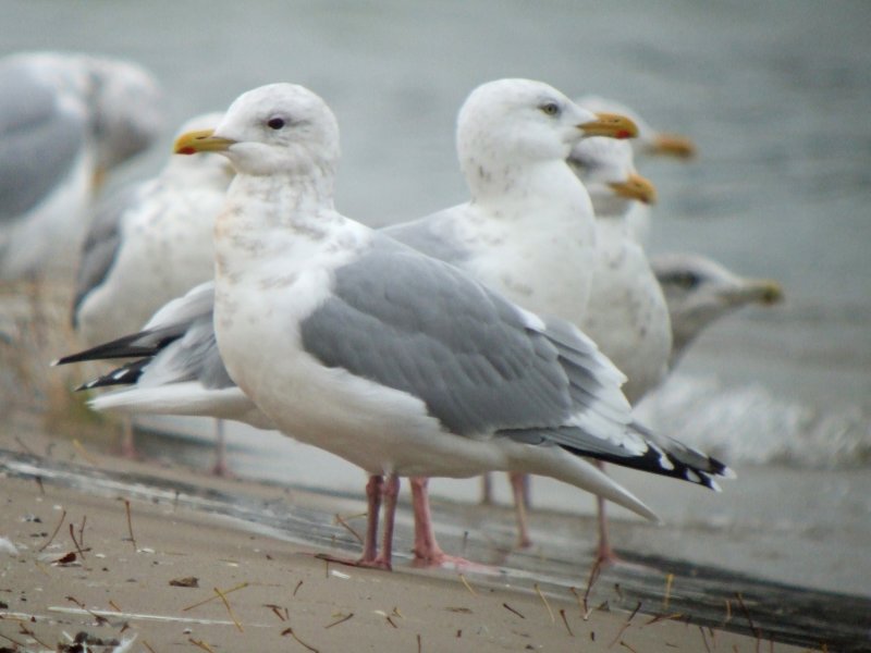 Thayers Gull