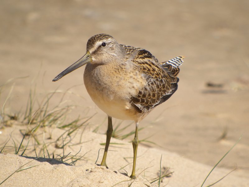 Short-billed Dowitcher