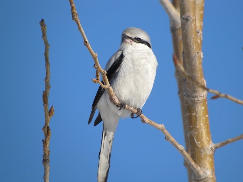 Northern Shrike