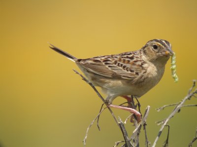 Grasshopper Sparrow