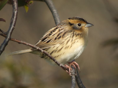 LeConte's Sparrow