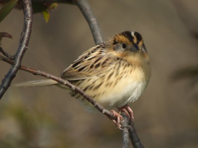  LeConte's Sparrow