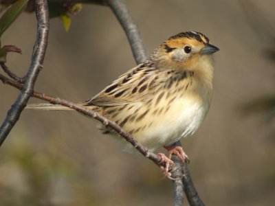 LeConte's Sparrow