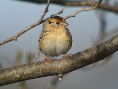 LeConte's Sparrow