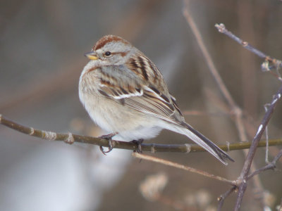 American Tree Sparrow