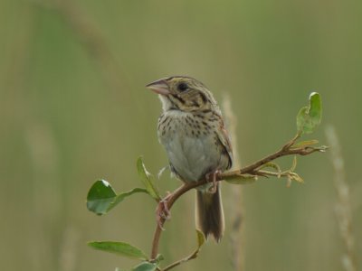 Henslow's Sparrow