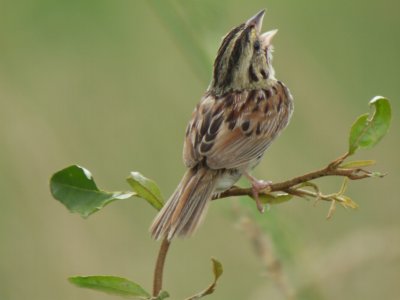 Henslow's Sparrow