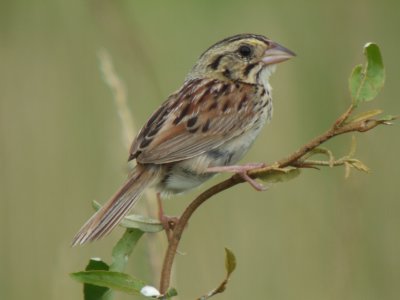 Henslow's Sparrow