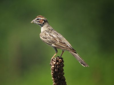 Lark Sparrow