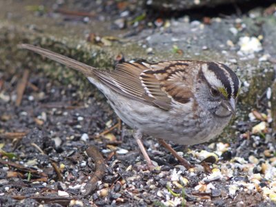 White-throated Sparrow ( tan striped )