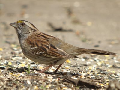 White-throated Sparrow ( tan striped )