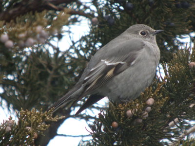 solitaire's bluebird's and thrushes