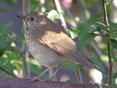 Gray-cheeked Thrush